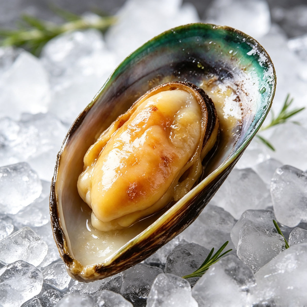 A single green lipped mussel on the half shell resting on crushed ice