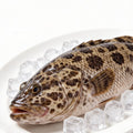 Whole spotted grouper resting on crushed ice